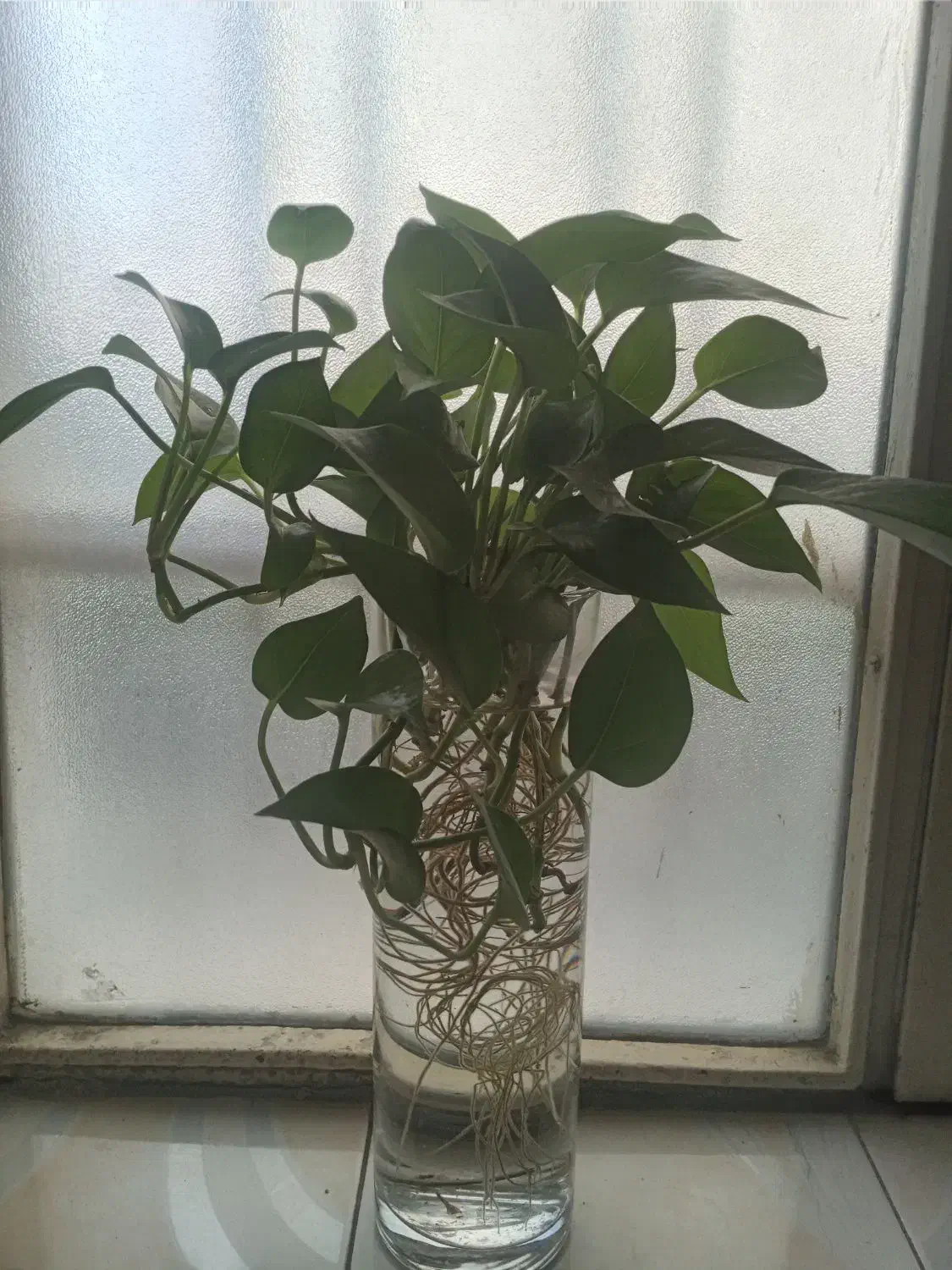 قلمه گل پتوس|گل و گیاه طبیعی|فردیس, کوی نور|دیوار