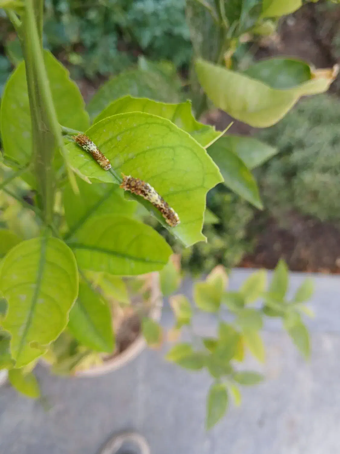 خدمات باغبانی|خدمات باغبانی و درختکاری|فردیس, قریشی|دیوار