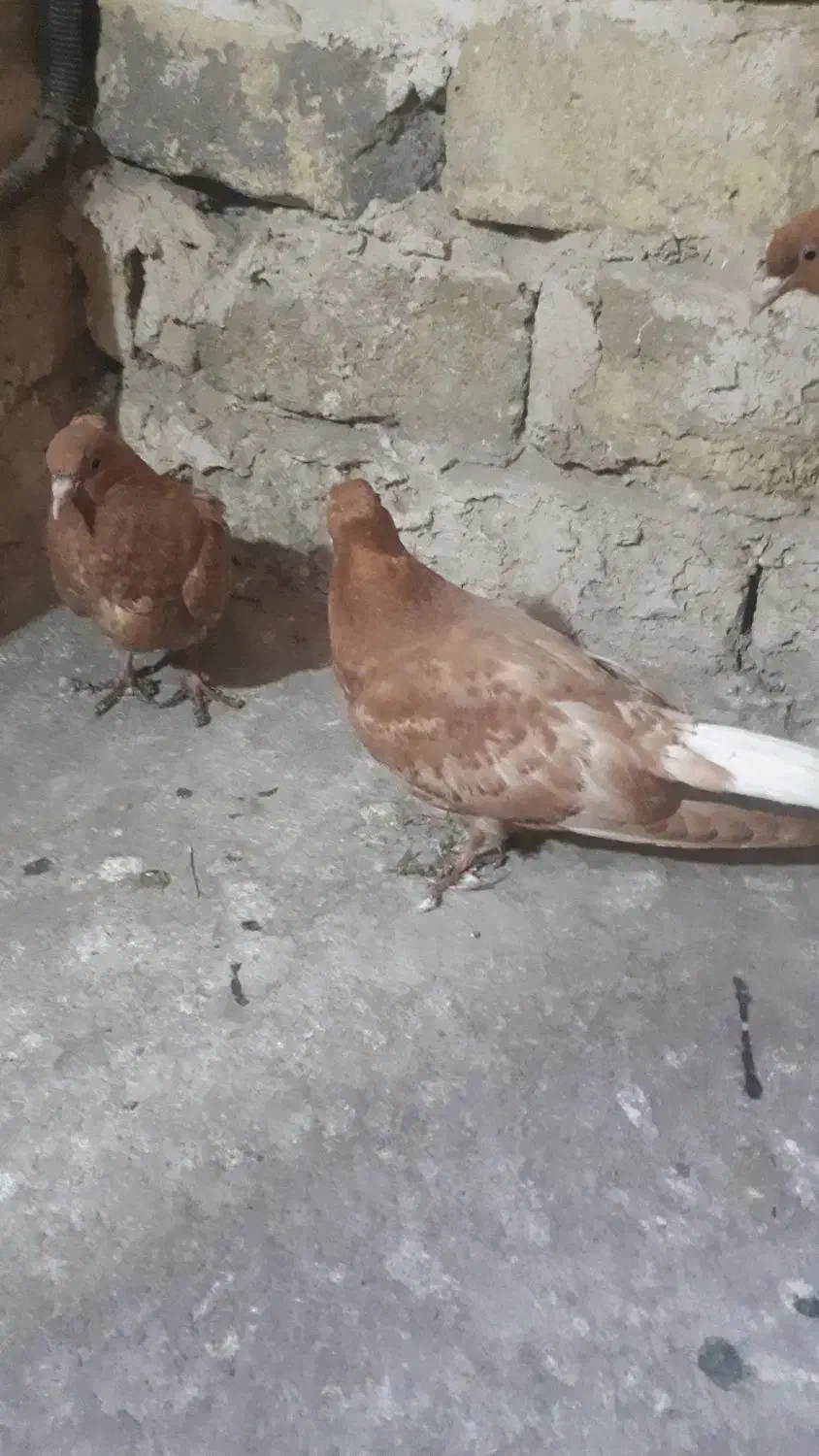 ۶تاجوجه زرد کاکلی و مرغ عشق|پرنده|مشهد, هدایت|دیوار