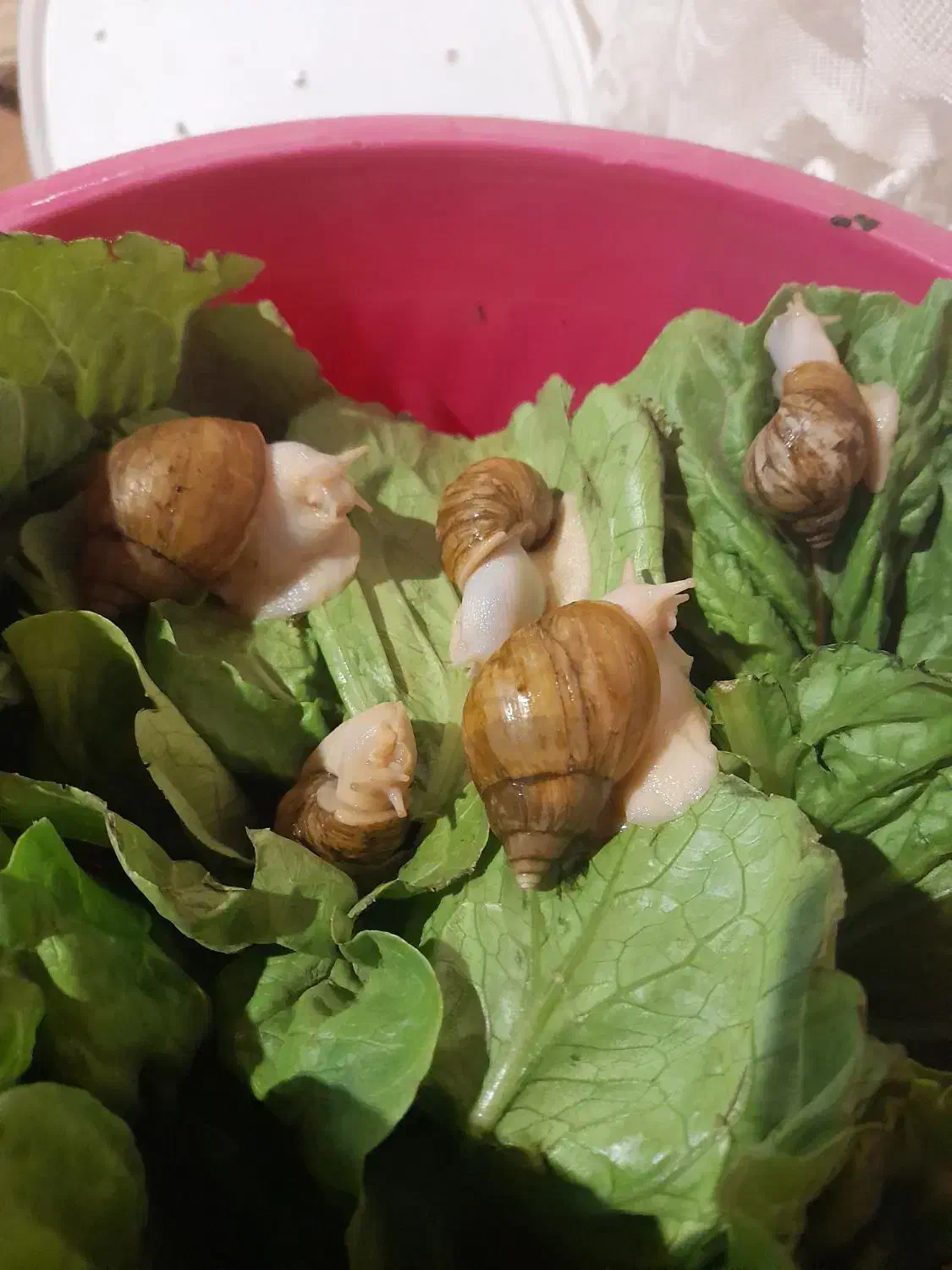 حلزون|خزنده|کرمانشاه, |دیوار