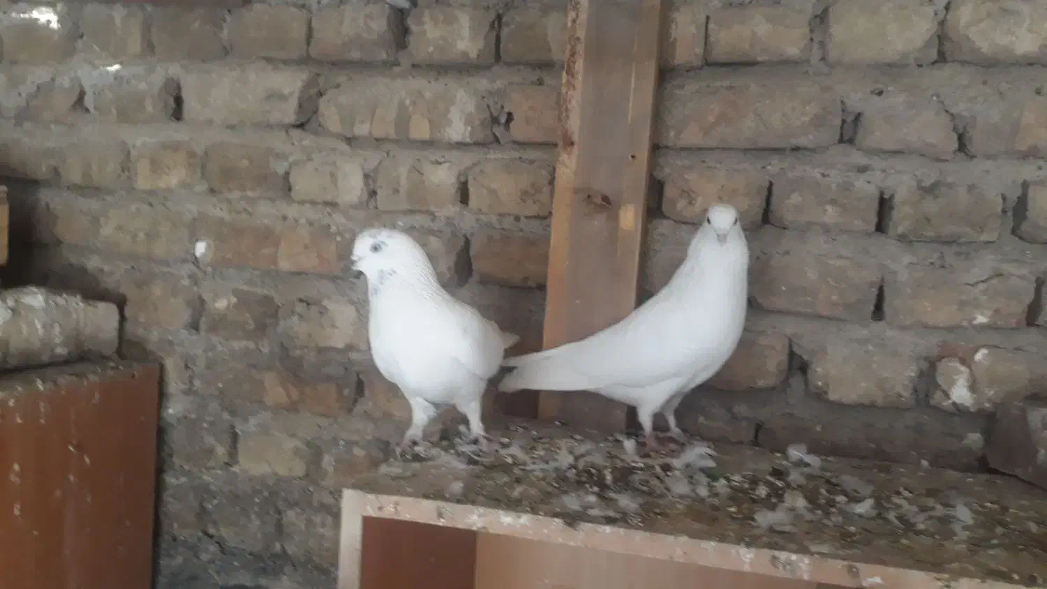 به شرط پرش   به علت زیادی ماده|پرنده|کرج, کوی کارمندان جنوبی|دیوار