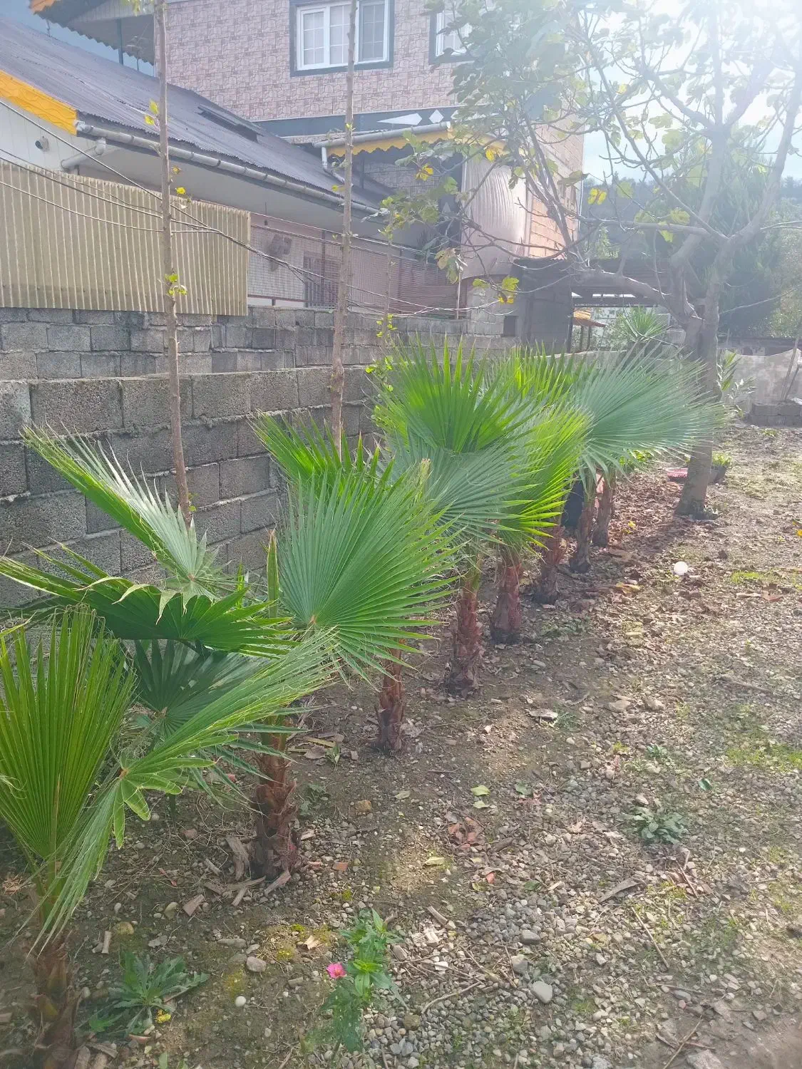 پالم، یوکا، یاس هلندی|گل و گیاه طبیعی|رحیم‌آباد, |دیوار