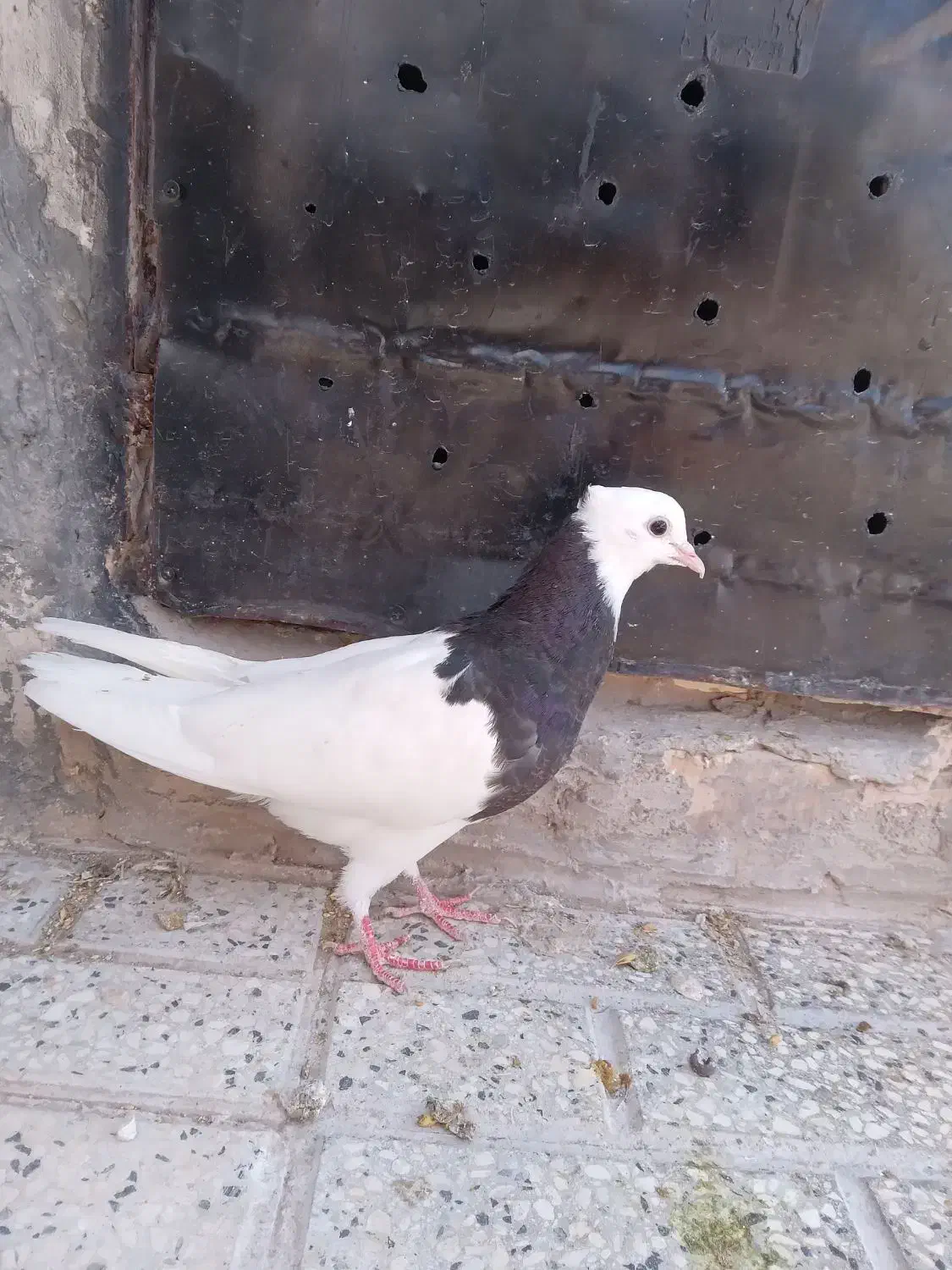 طوقی|پرنده|تربت‌حیدریه, باغ سلطانی|دیوار