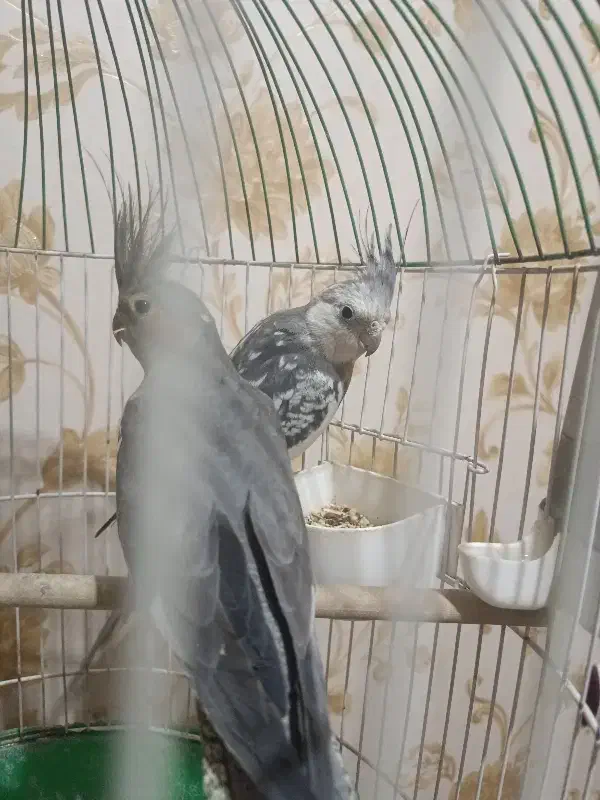 عروس هلندی جفت|پرنده|قرچک, مهدیه|دیوار