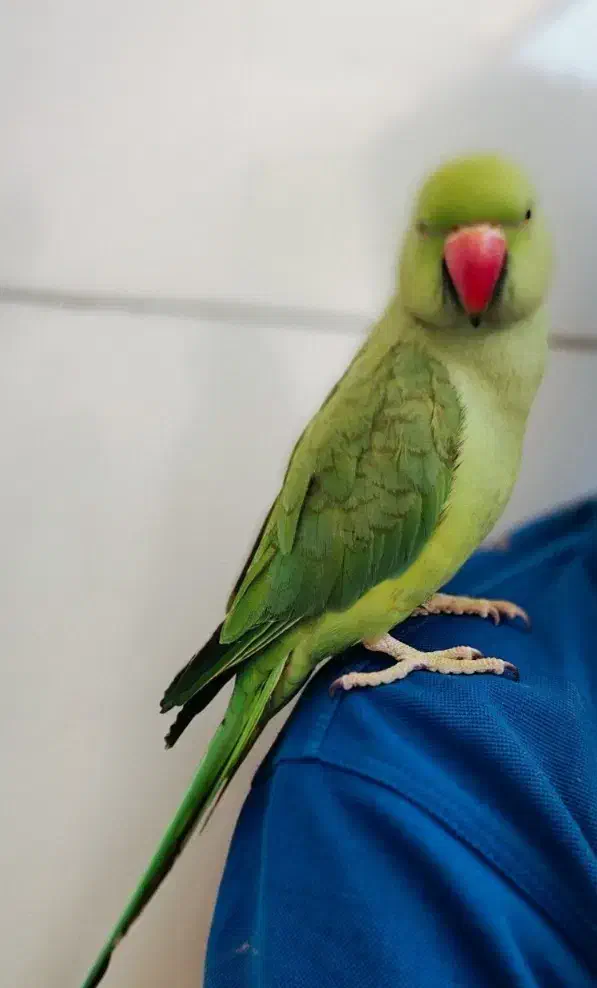 گمشده|حیوانات|اهواز, زیتون کارگری|دیوار