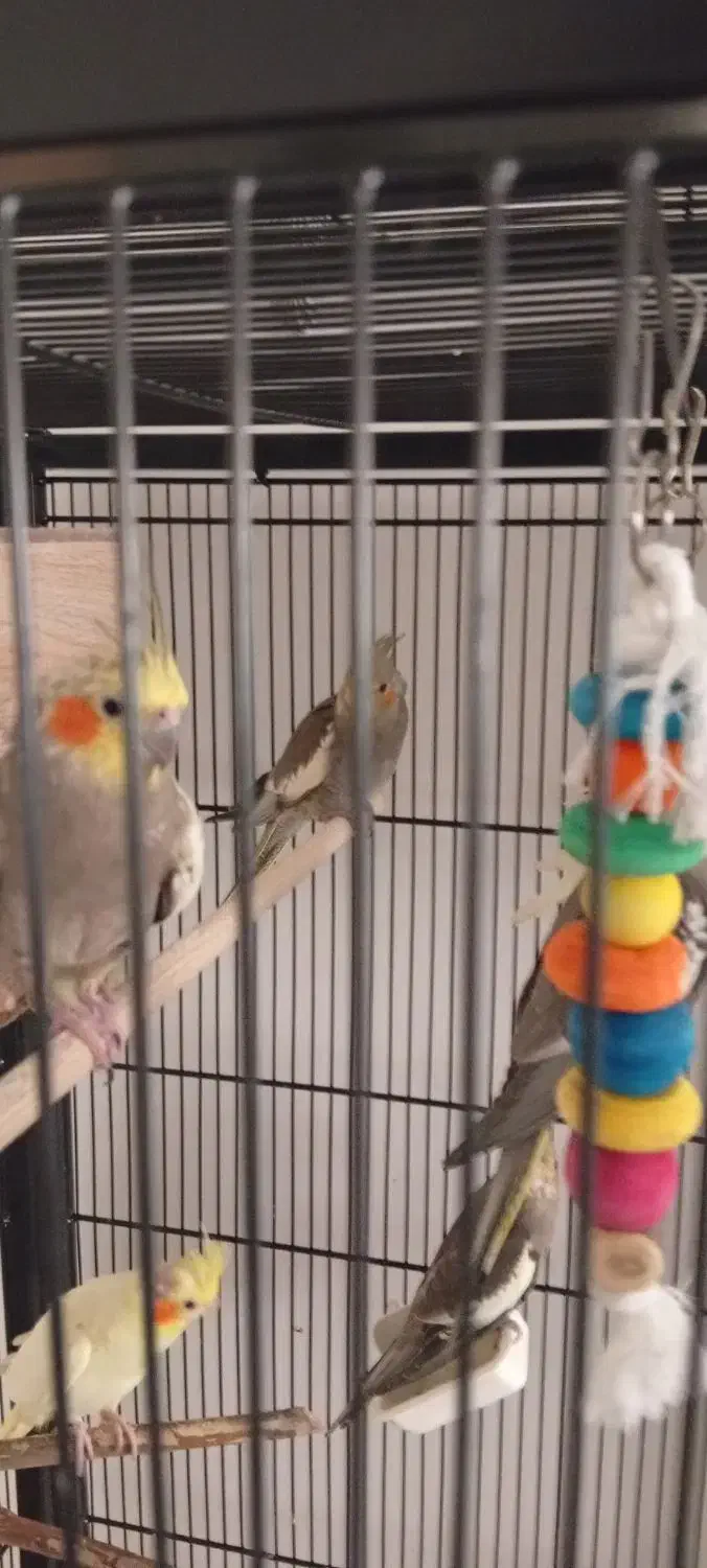 جوجه عروس هلندی|پرنده|پردیس, فاز ۱۱|دیوار