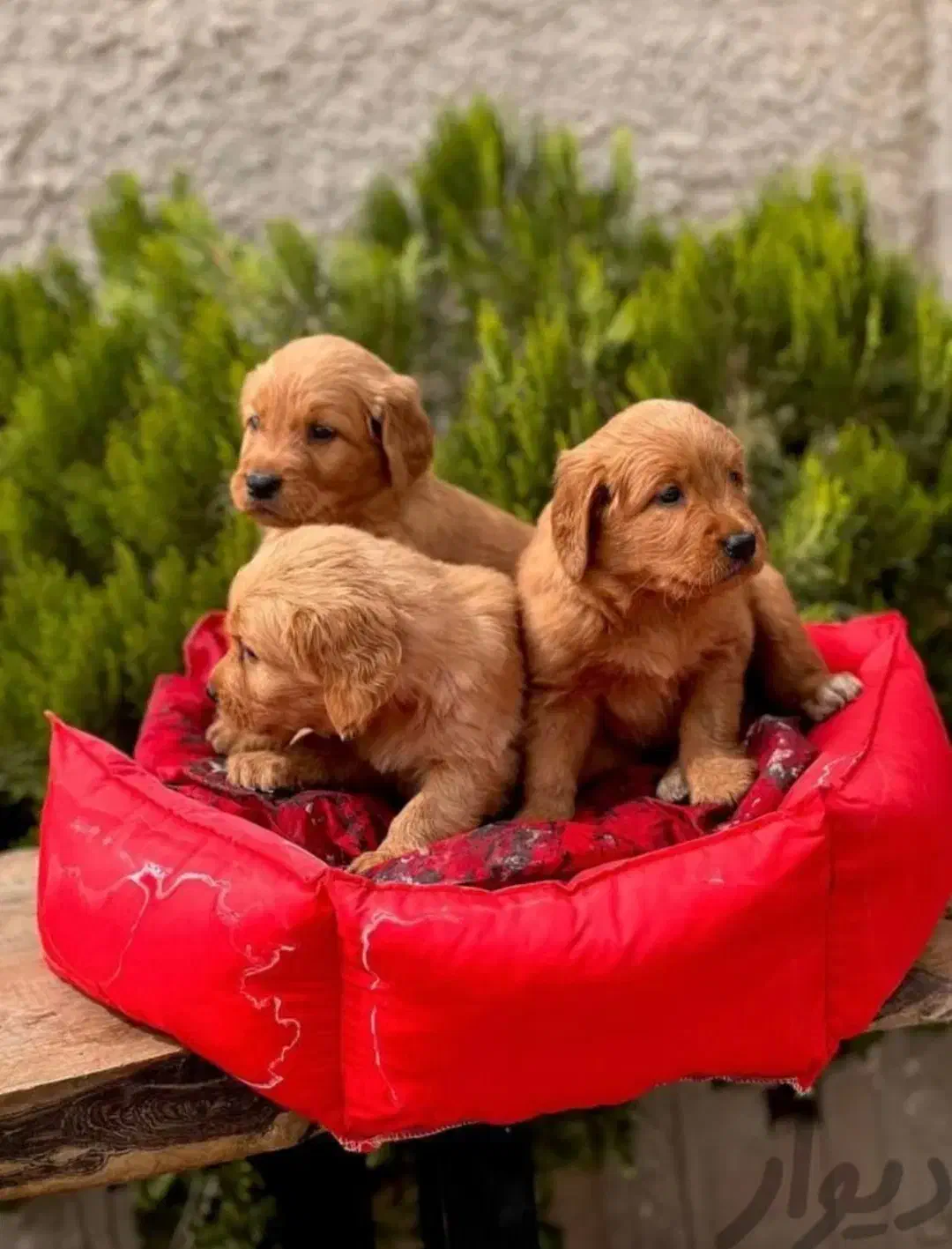 گلدن رتریور|سگ|کرج, عظیمیه|دیوار