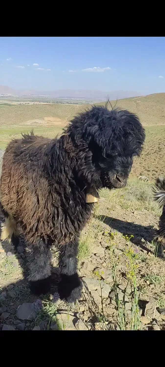 بره قوچ کری|حیوانات مزرعه|شهرکرد, |دیوار