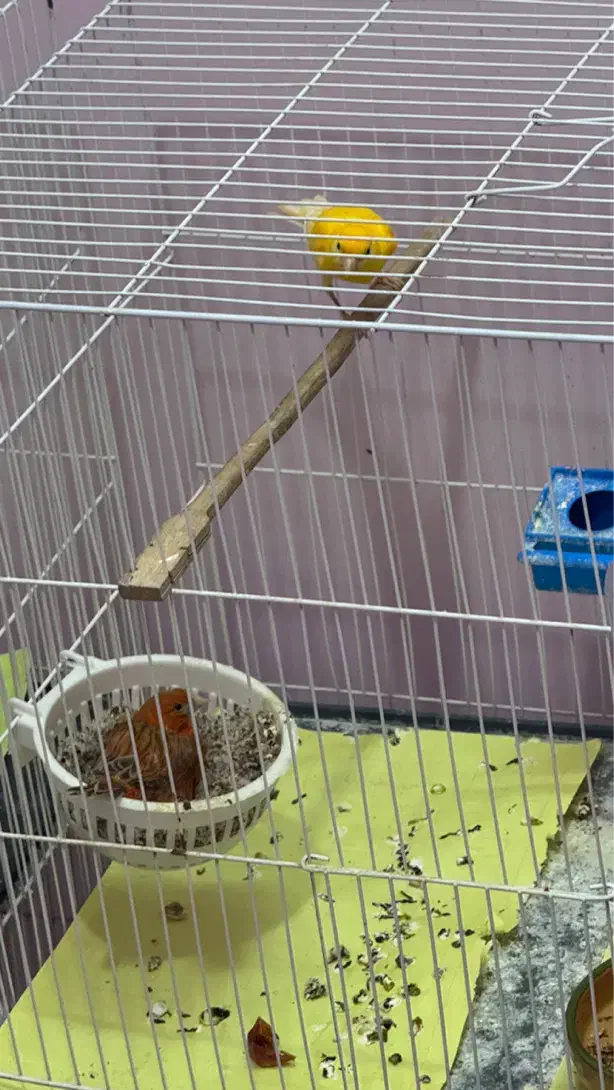 جفت قناری|پرنده|بیرجند, |دیوار