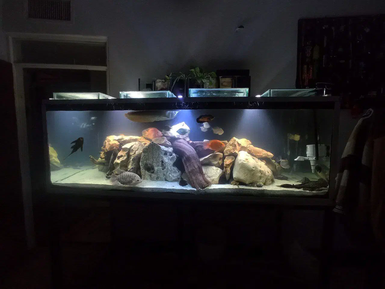 ماهی آکواریومی|ماهی|فسا, |دیوار