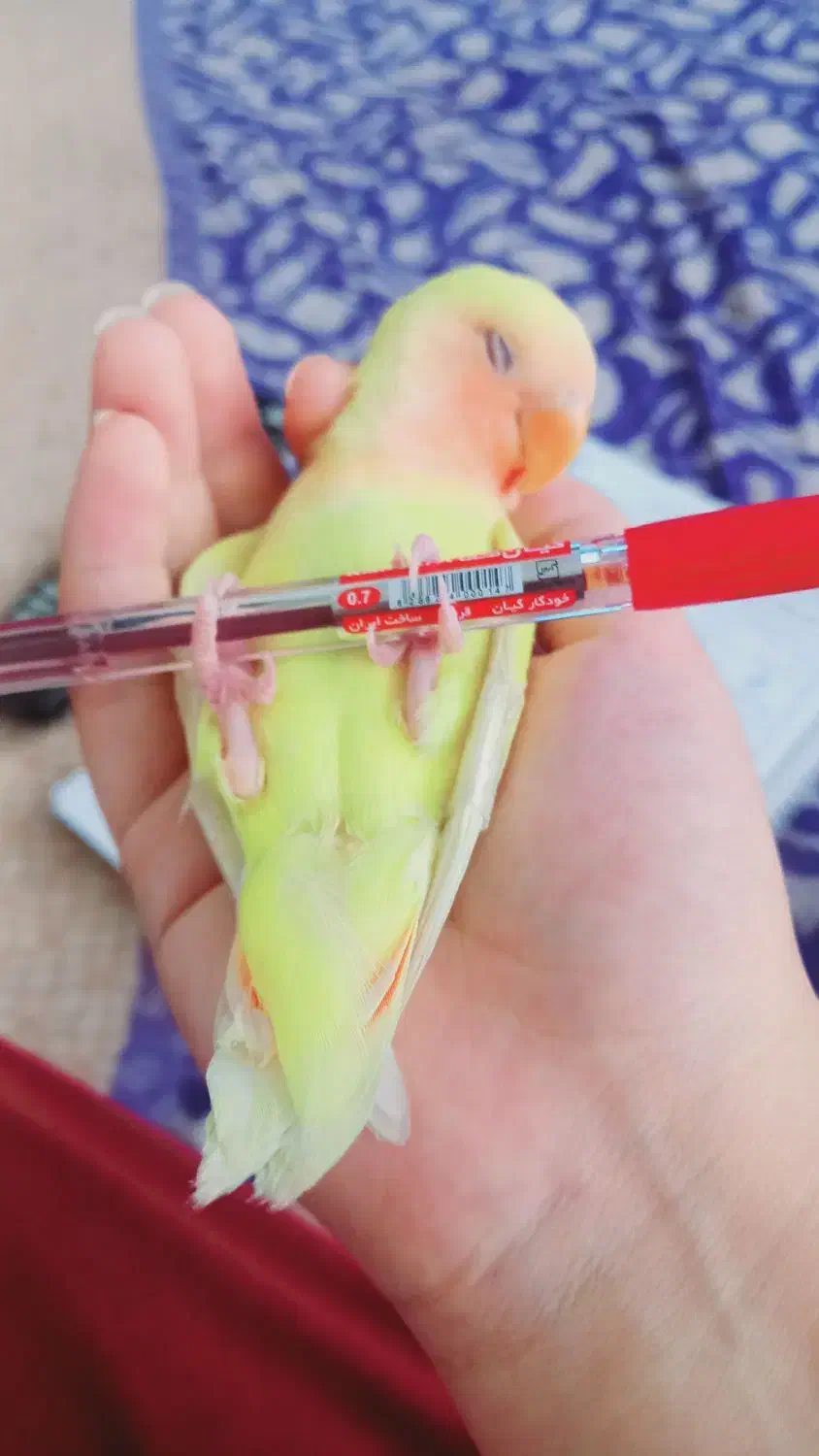 کوتوله گم شده|پرنده|قم, صفائیه|دیوار