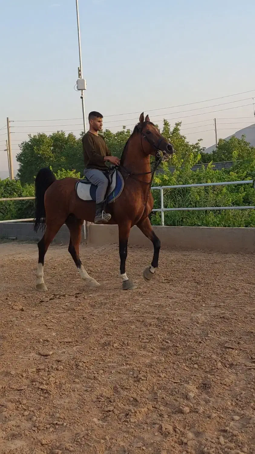 اسب|اسب و تجهیزات اسبسواری|سیاخ دارنگون, |دیوار