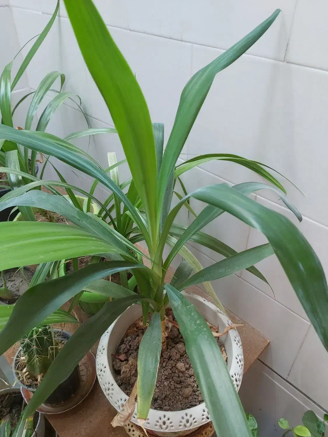 گل طبیعی|گل و گیاه طبیعی|فسا, |دیوار