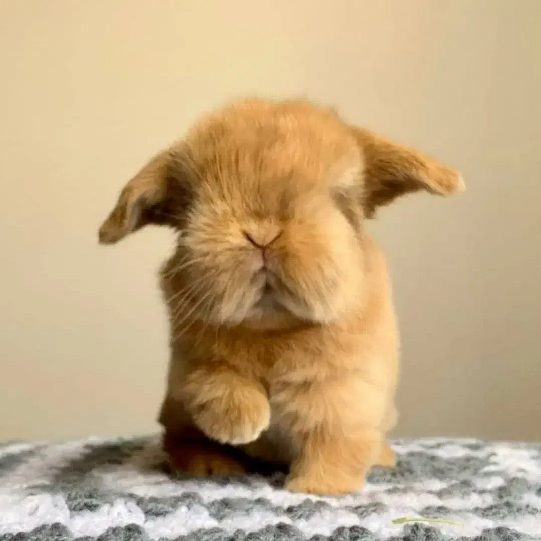 راشل پت بزرگترین و تخصصی ترین مرکز جوندگان ایران|موش و خرگوش|اصفهان, بهاران|دیوار