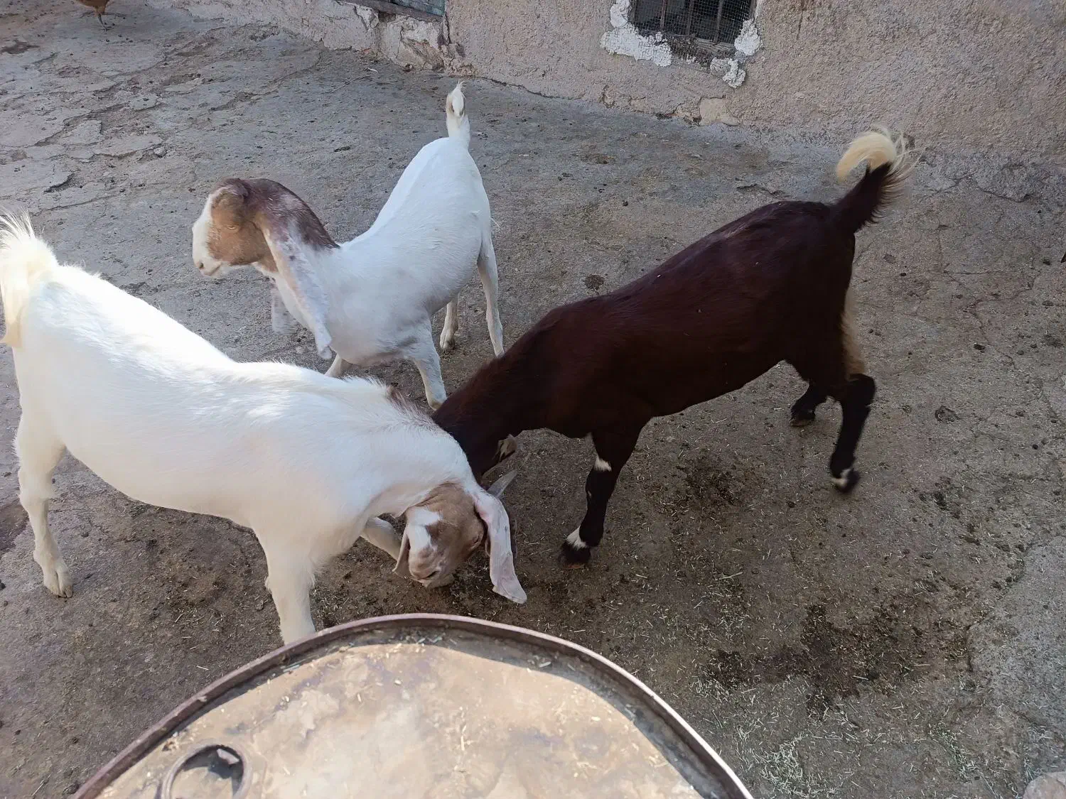 کهره نر درجه یک و جبیش ابستن|حیوانات مزرعه|جم, |دیوار