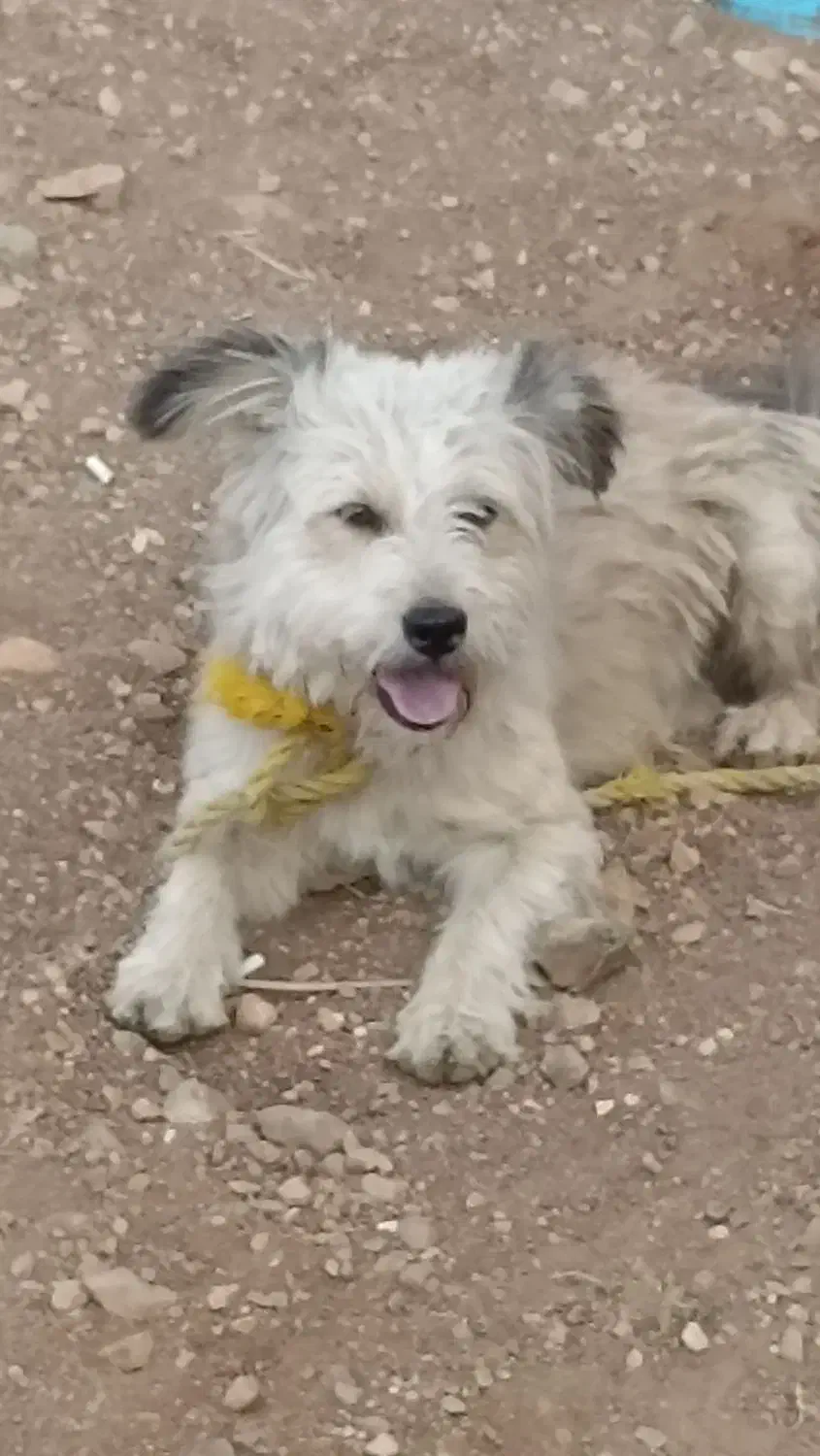 گمشده|حیوانات|سقز, |دیوار