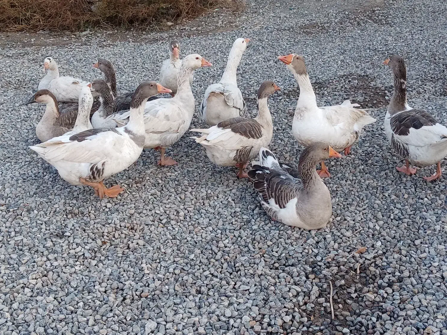 غاز سالم و سر حال|حیوانات مزرعه|انبارآلوم, |دیوار