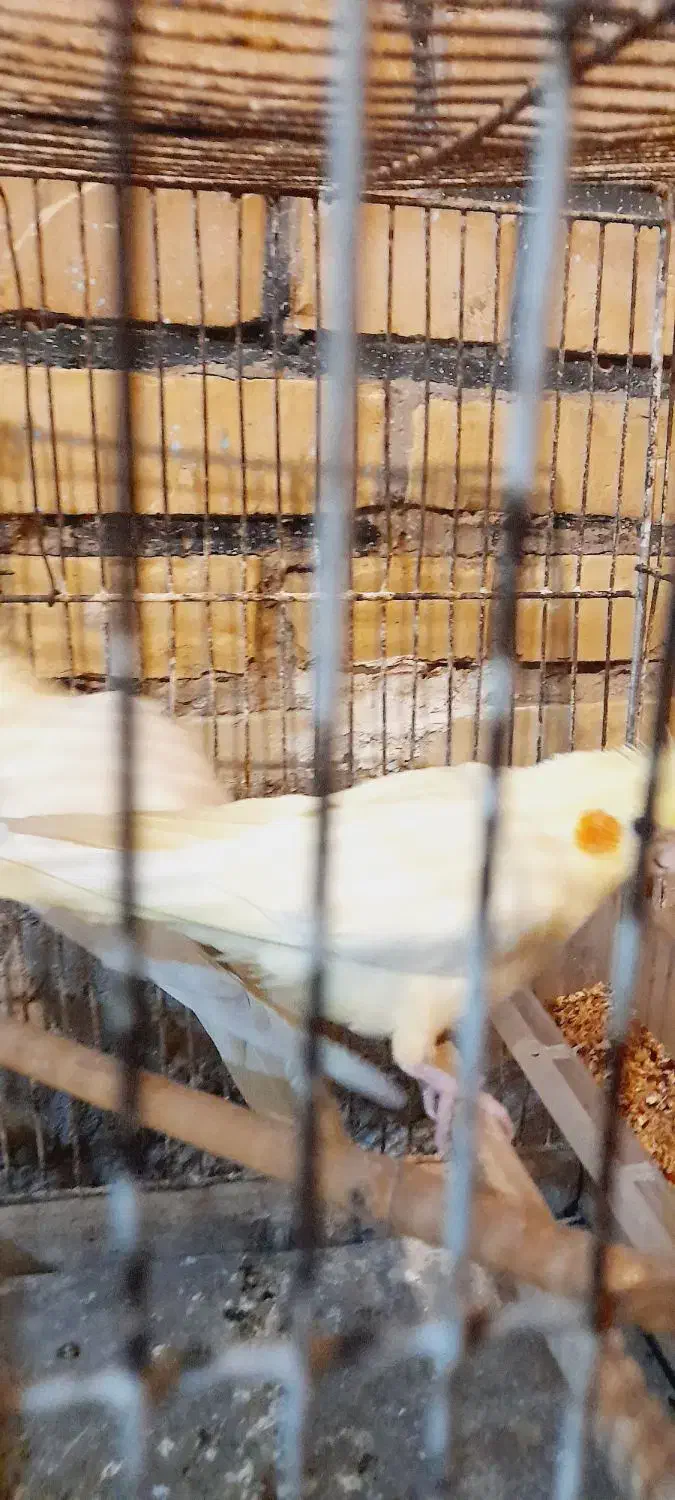 عروس هلندی|پرنده|کارون, |دیوار