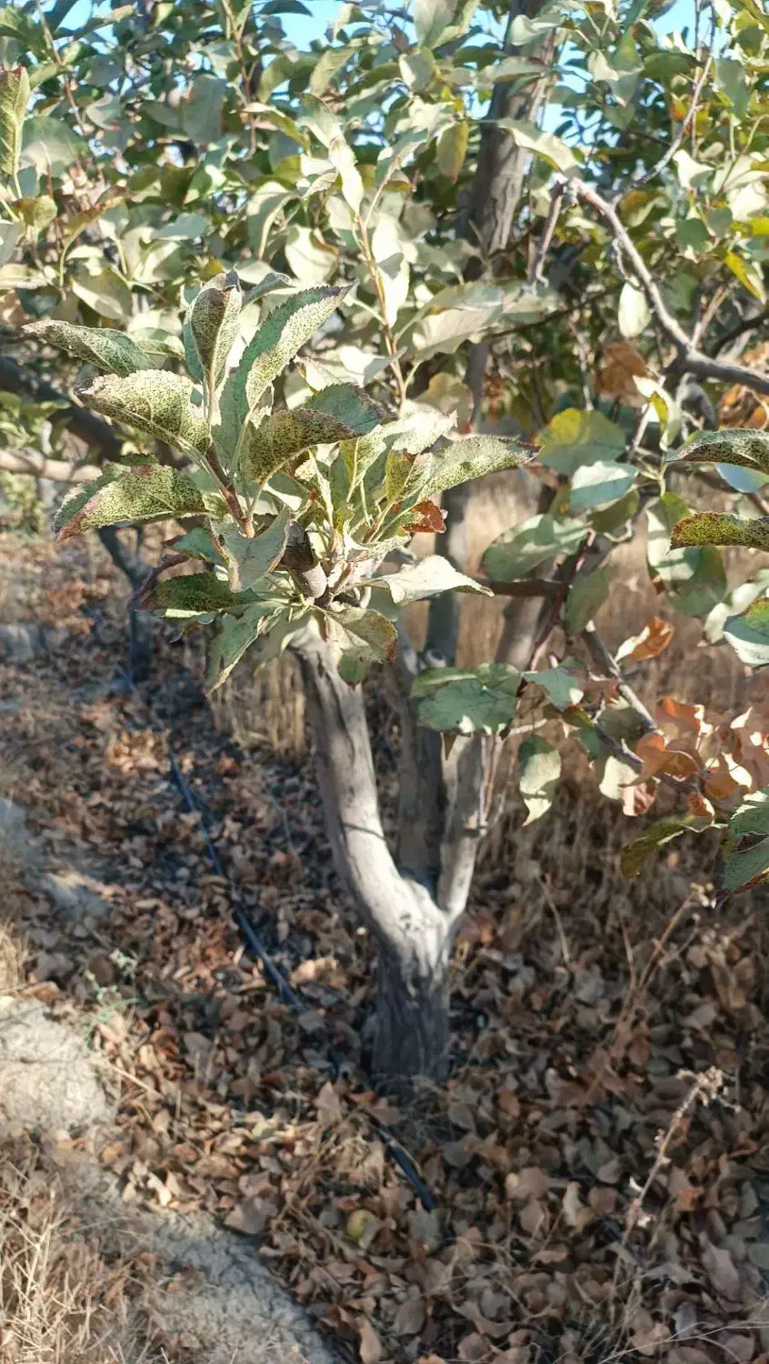 فروش نهال ۱سال تا ۱۰سال زیر قیمت|خدمات باغبانی و درختکاری|مشهد, توس فردوسی|دیوار