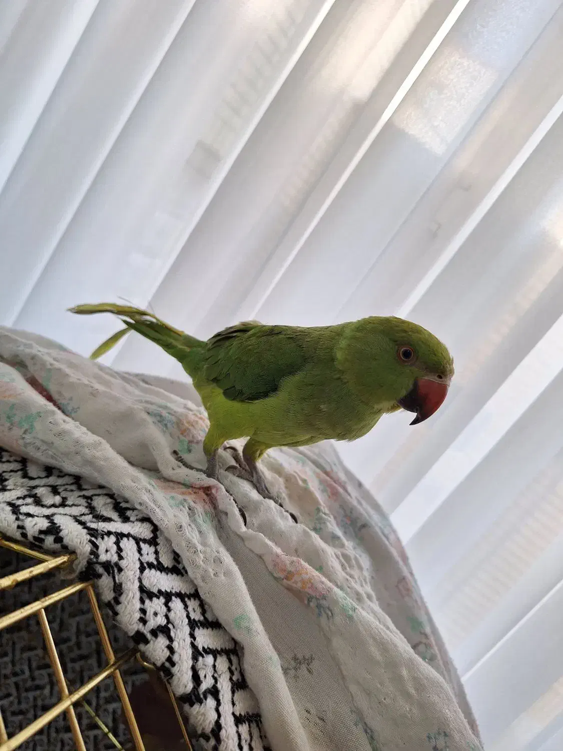 طوطی ملنگو نر|پرنده|جم, |دیوار