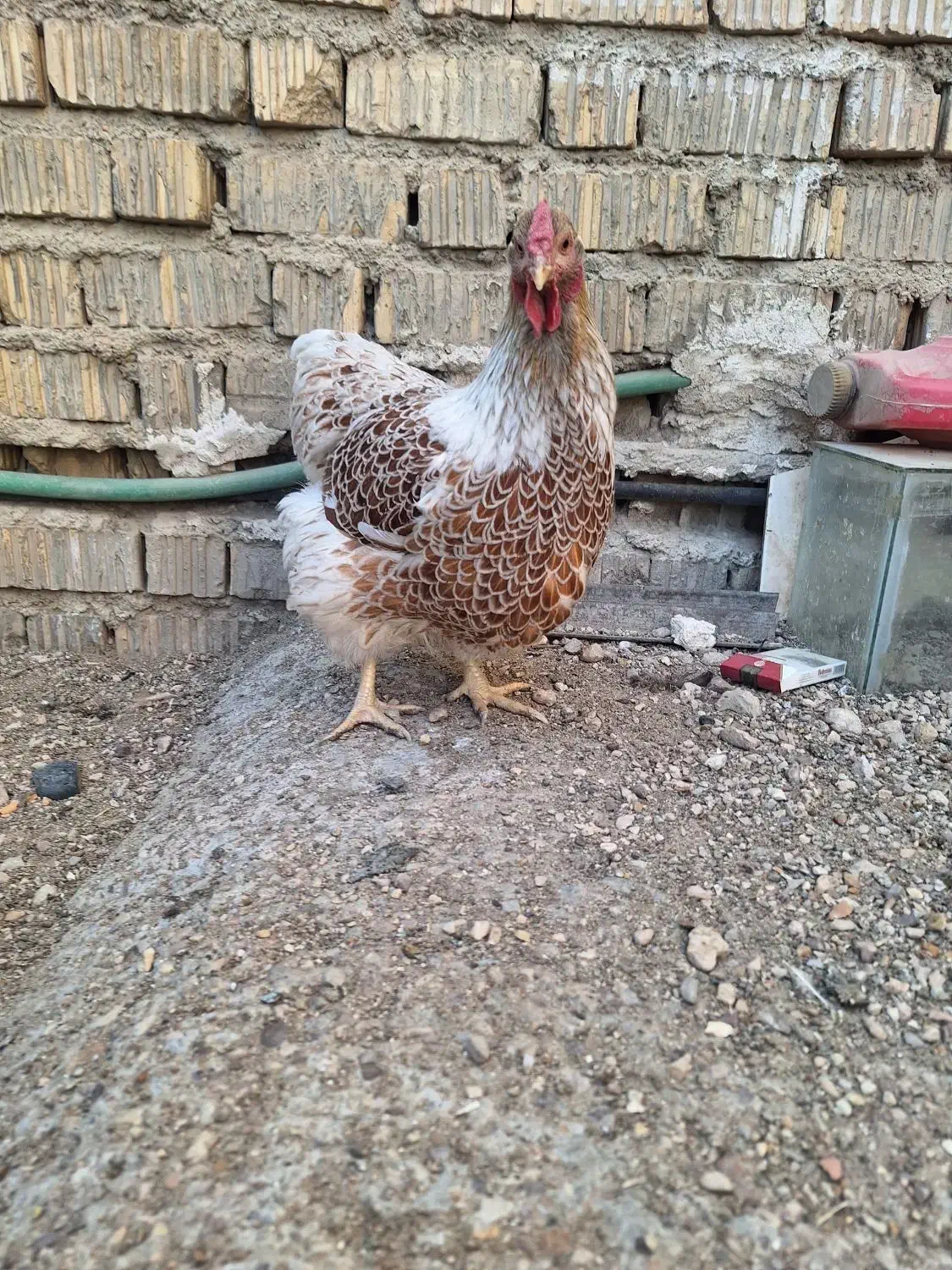 مرغ و خروس ویاندوت|حیوانات مزرعه|شیراز, رکنآباد|دیوار