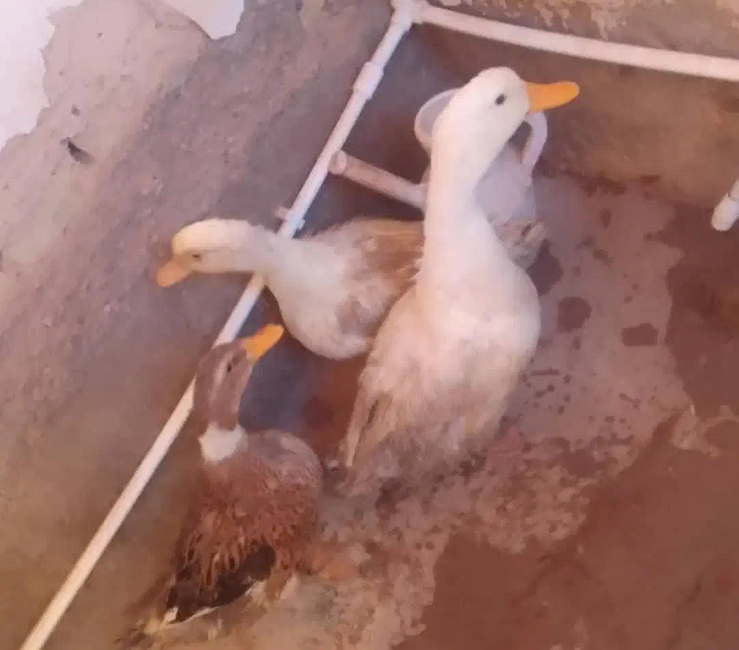 فروش تعدادی بوقلمو و اردک|حیوانات مزرعه|زرندیه, |دیوار