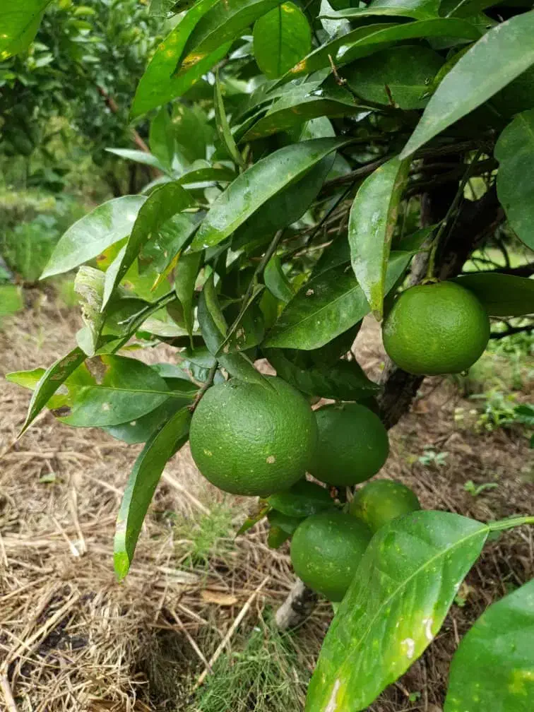 اجاره مغازه وسط شهر|اجارهٔ مغازه و غرفه|شیرگاه, |دیوار