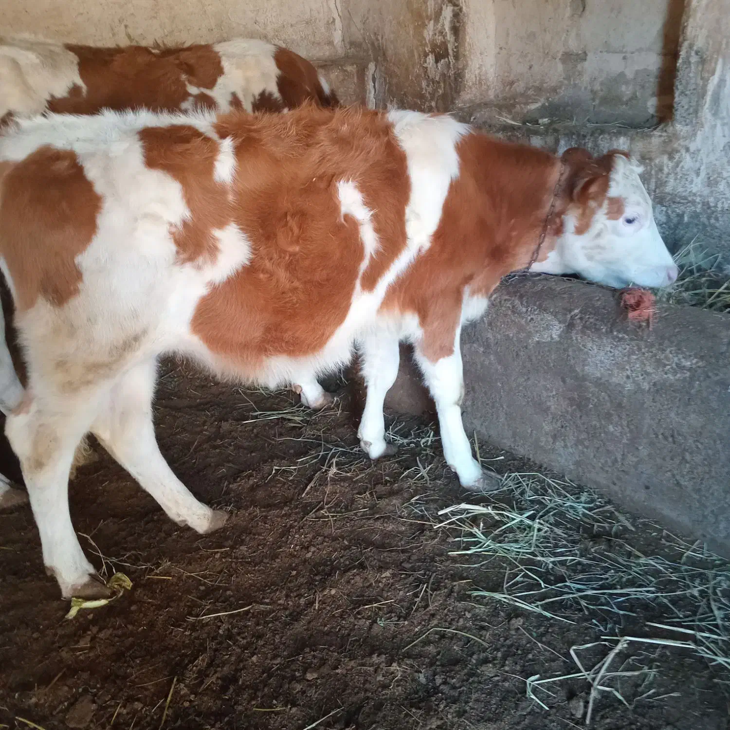 گوساله|حیوانات مزرعه|نوشین شهر, |دیوار