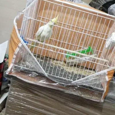 عروس هلندی|پرنده|نهبندان, |دیوار