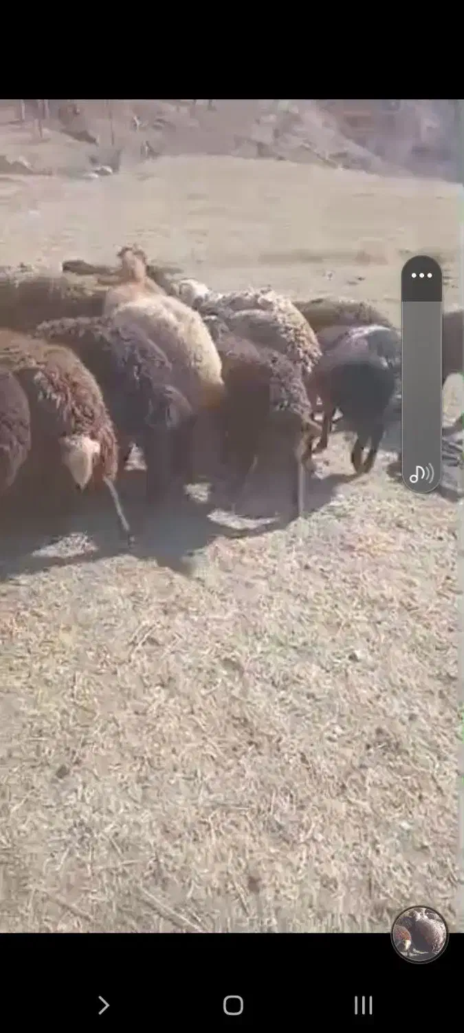 فروش بره ماده|حیوانات مزرعه|ارجمند, |دیوار