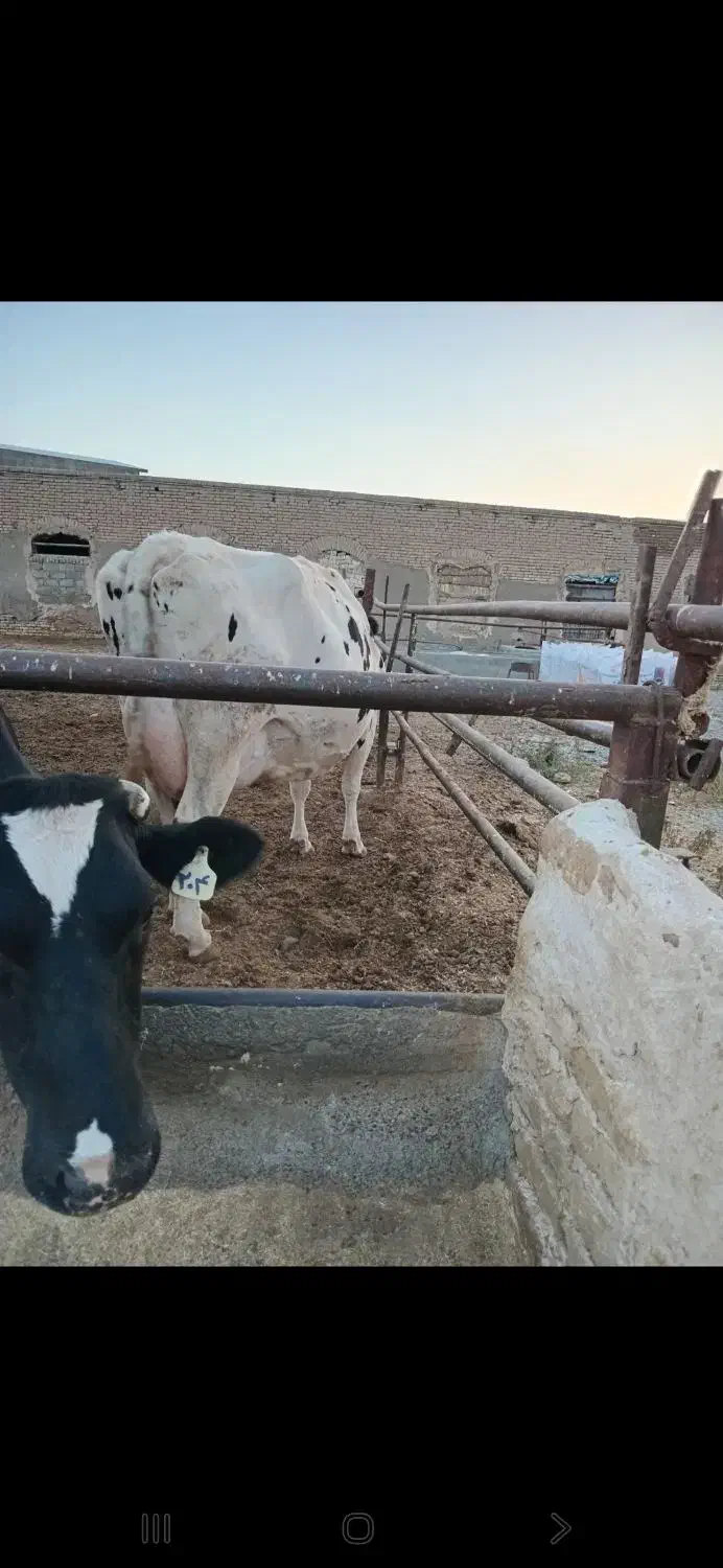 گاو ماده|حیوانات مزرعه|مشهد, شهید شهریاری|دیوار