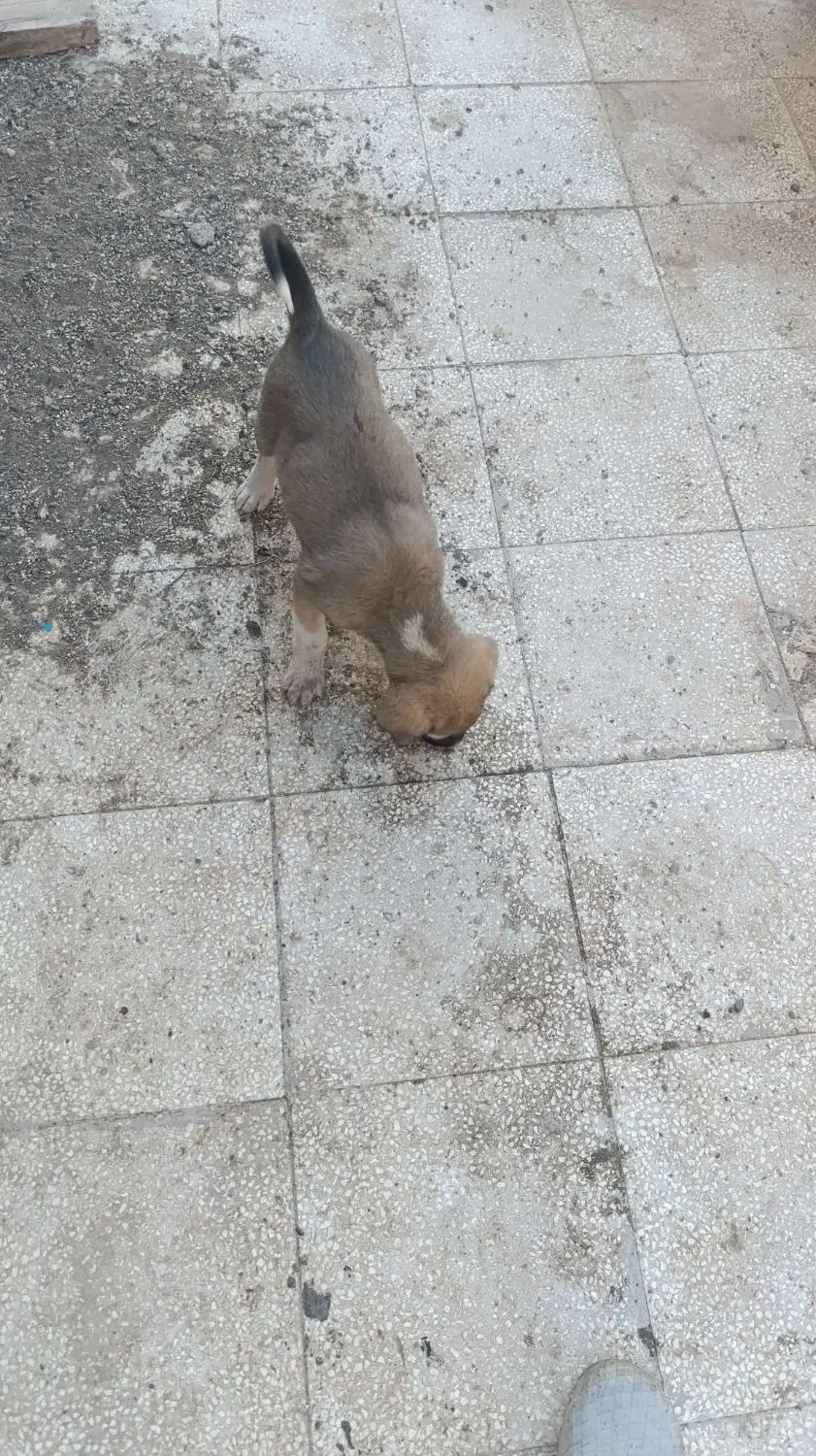 توله ماده ژرمن|سگ|سبزوار, پیام|دیوار