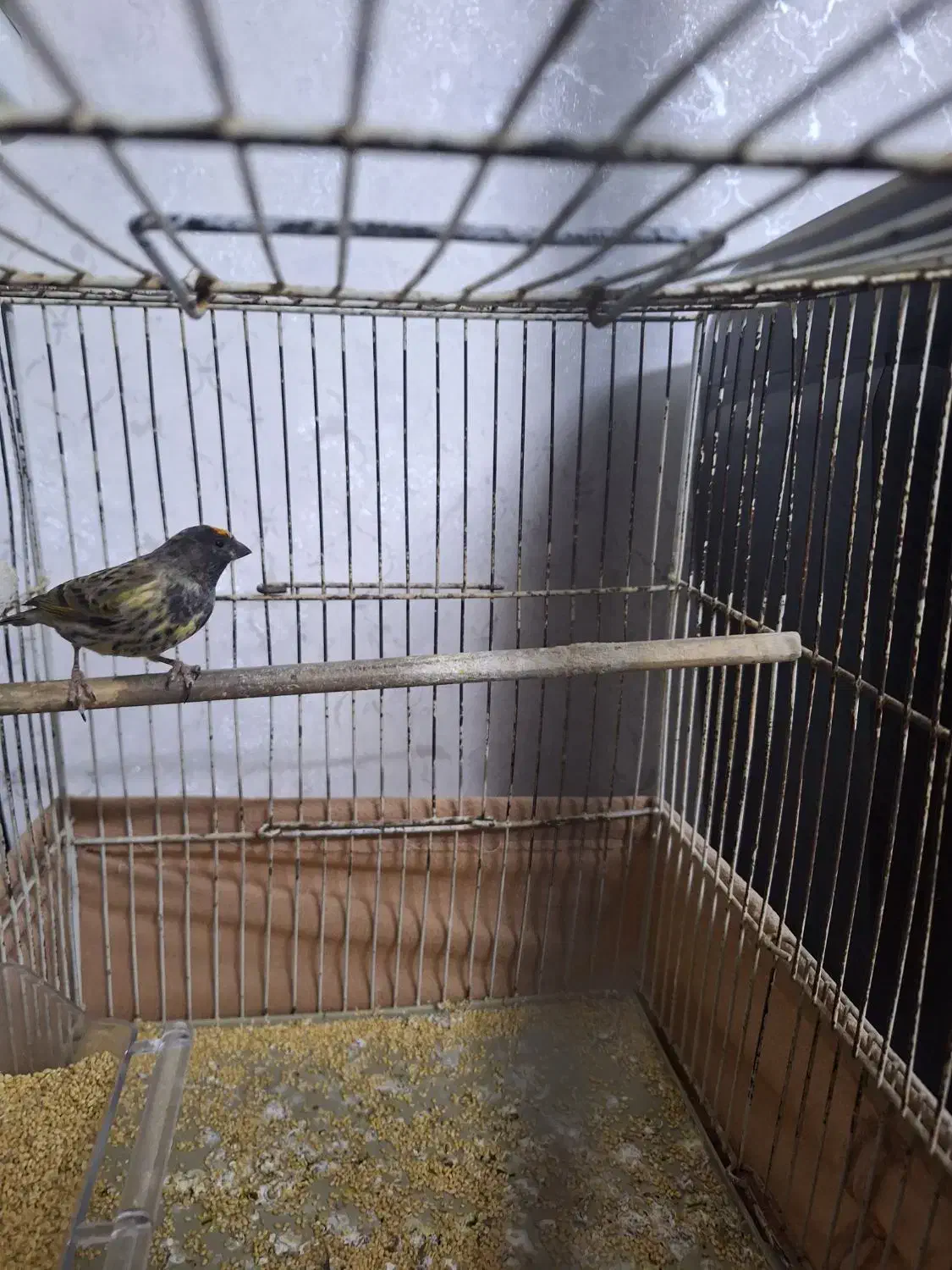 یک جفت عروس هلندی|پرنده|صباشهر, |دیوار