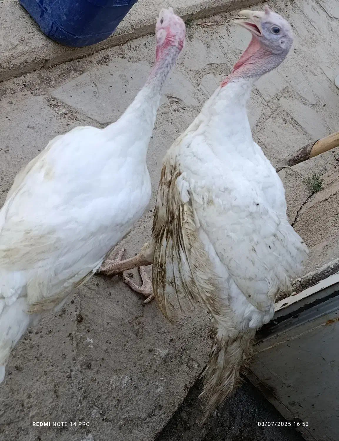 فروش ویژه بوقلمون گوشتی|حیوانات مزرعه|شاهرود, |دیوار