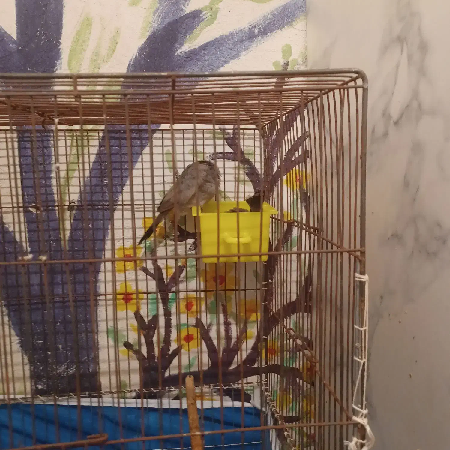 مرغ مینا|پرنده|فولادشهر, فولادشهر|دیوار