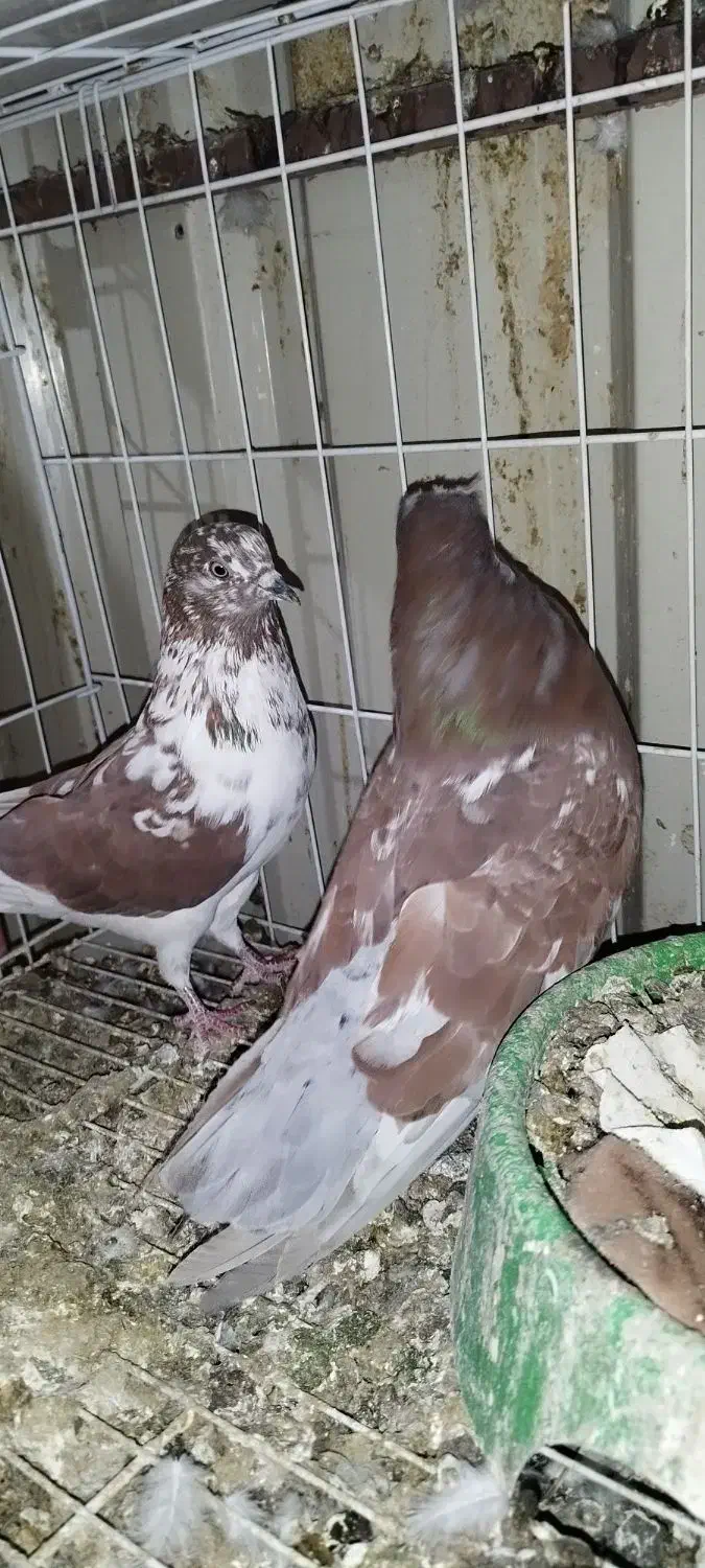 همه پرنده ها پامیل وبازی|پرنده|بندر ماهشهر, |دیوار