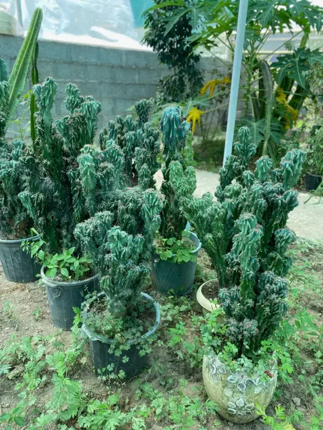 گل های بسیار جذاب صخره ای به طور کلی فروخته میشود|گل و گیاه طبیعی|خمام, |دیوار