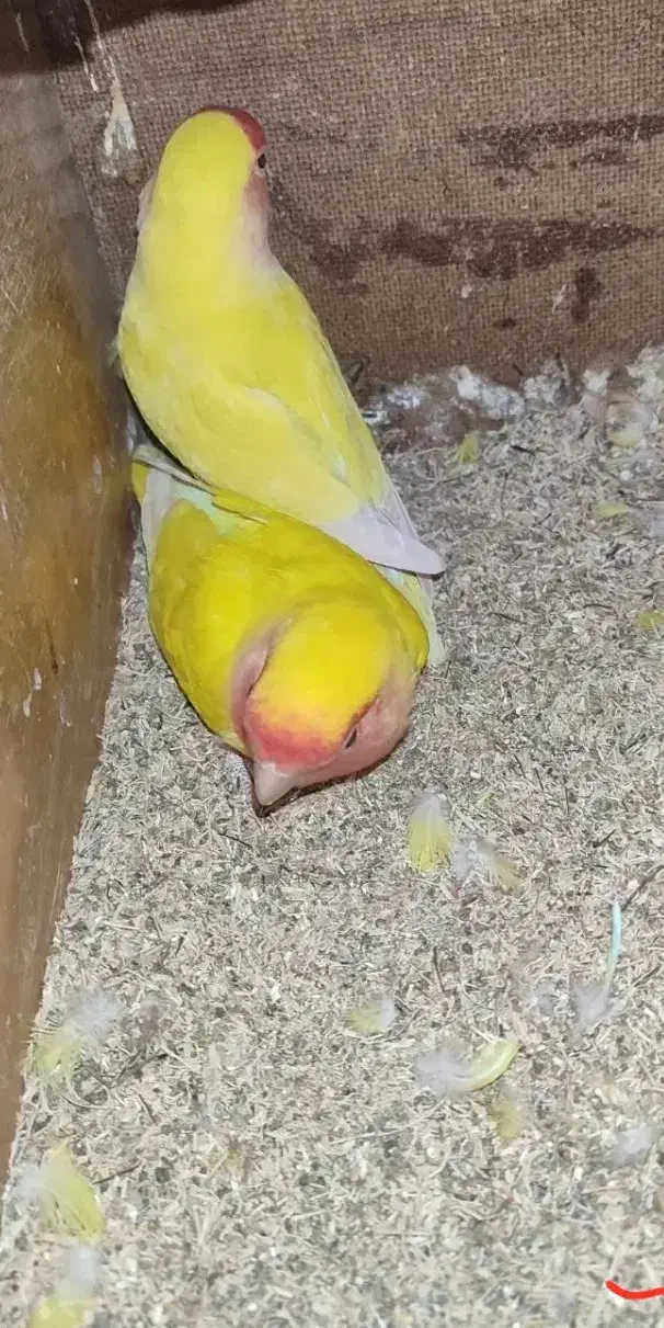 جفت کوتوله بالغ و کار داده|پرنده|سبزوار, شرق کال میانی|دیوار