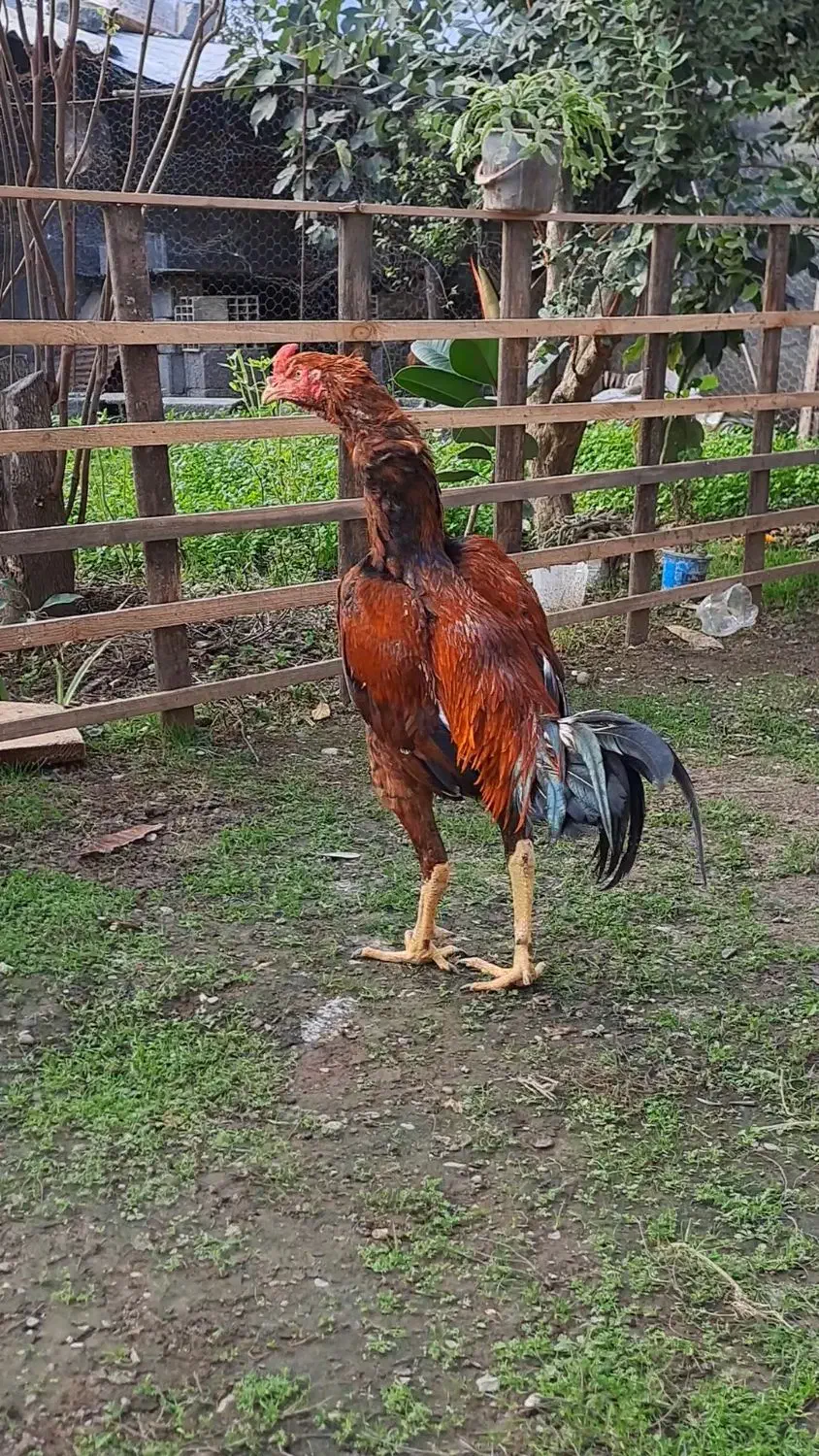 خروس لاری|حیوانات مزرعه|اسالم, |دیوار