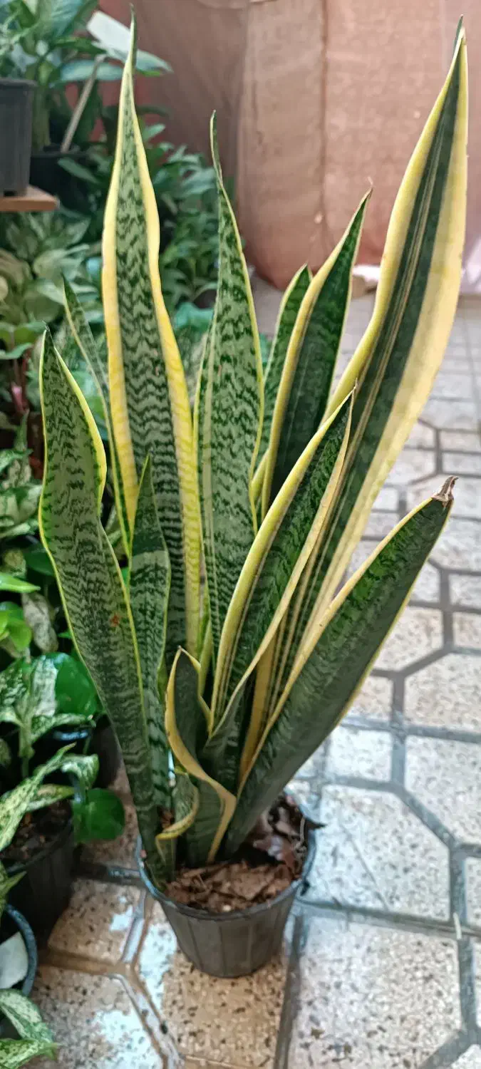 پتوس|گل و گیاه طبیعی|شیراز, پشم شیشه|دیوار