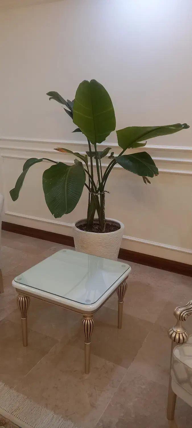 گل طبیعی نخل نیکلای و شامادورا|گل و گیاه طبیعی|تهران, امام زاده قاسم (نیاوران)|دیوار