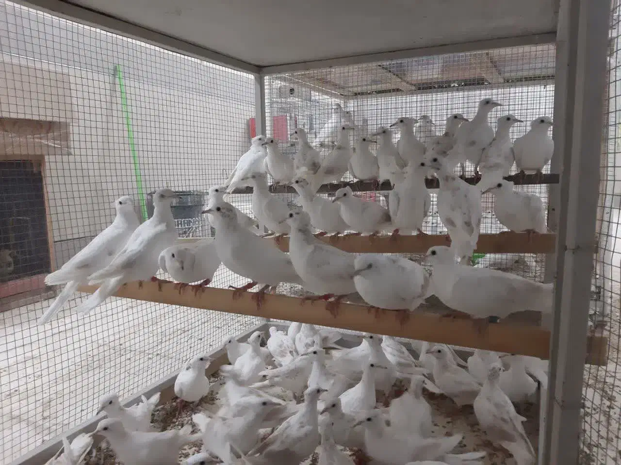 کبوتر خانگی کاکلی|پرنده|اردکان, |دیوار