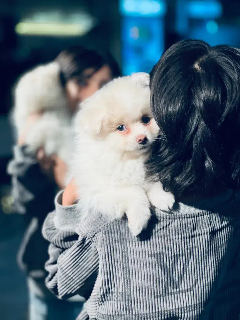 نر یک ساله پامرانین|سگ|سیرجان, |دیوار