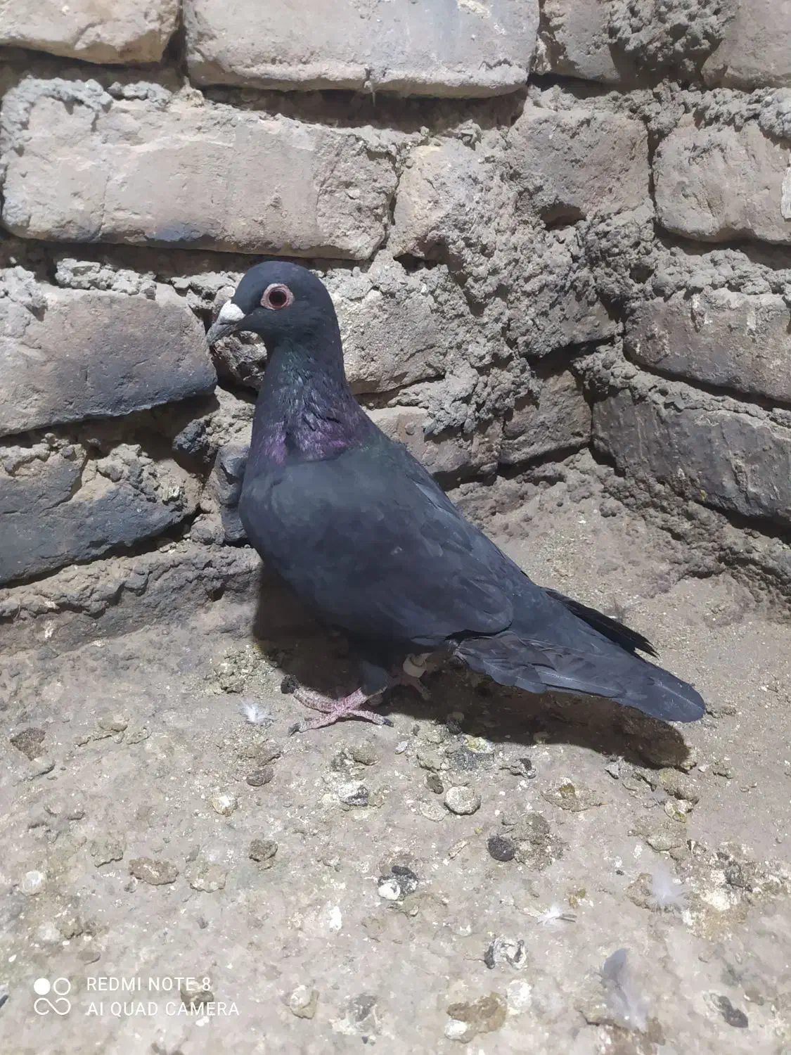 کفتر معاوضه با فلش|پرنده|بیرجند, |دیوار