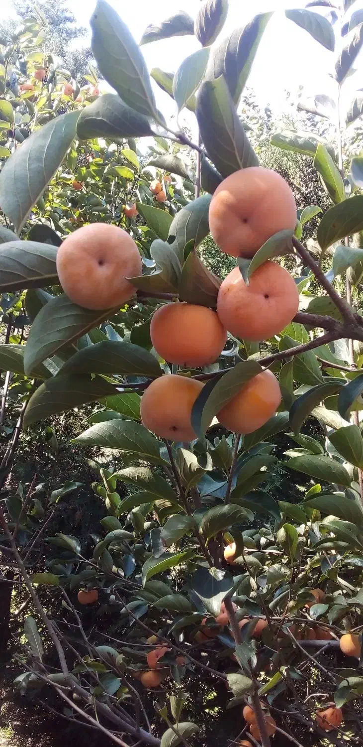 فروش خرمالو ارگانیک|خوردنی و آشامیدنی|رحمت‌آباد, |دیوار