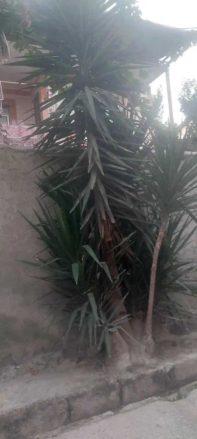 یوگا بزرگ کاشته در زمین|گل و گیاه طبیعی|بندر گز, |دیوار