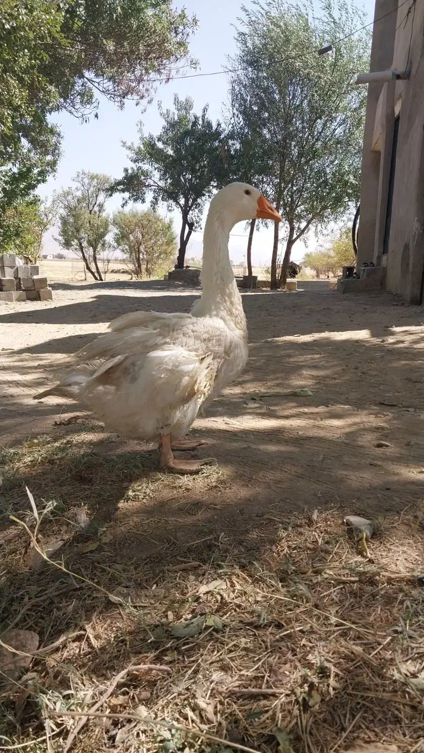 غاز ۵ ماهه|حیوانات مزرعه|خمین, |دیوار