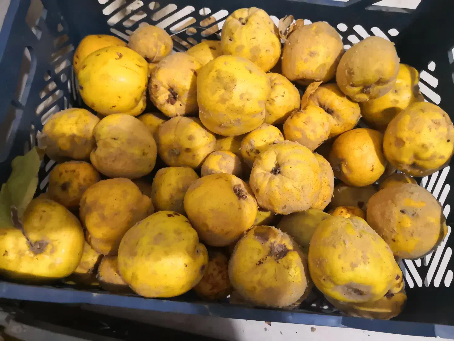 گویژ و به|اسباببازی|مریوان, |دیوار