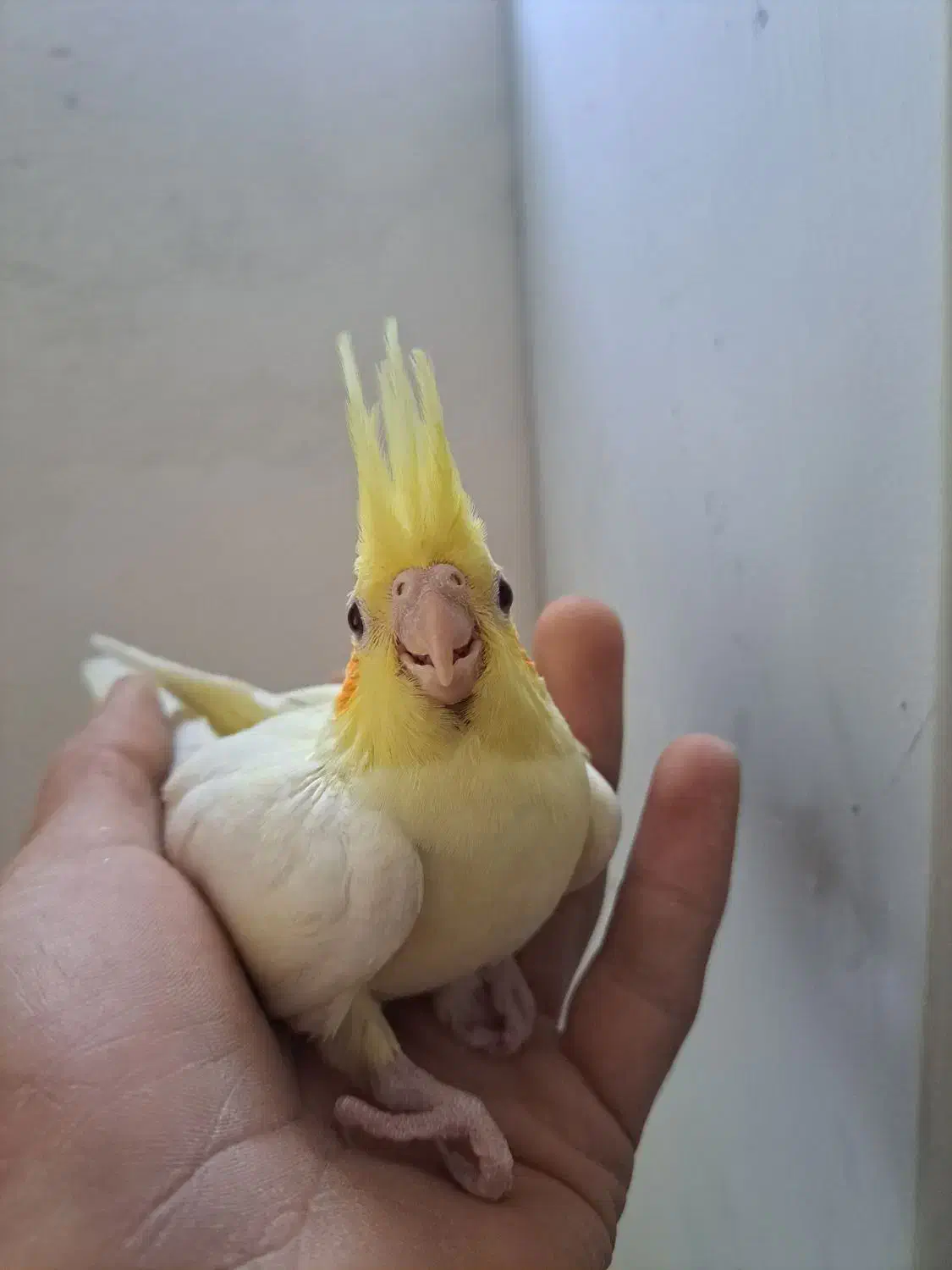 سالن عروس هلندی حیدری|پرنده|شاهرود, |دیوار