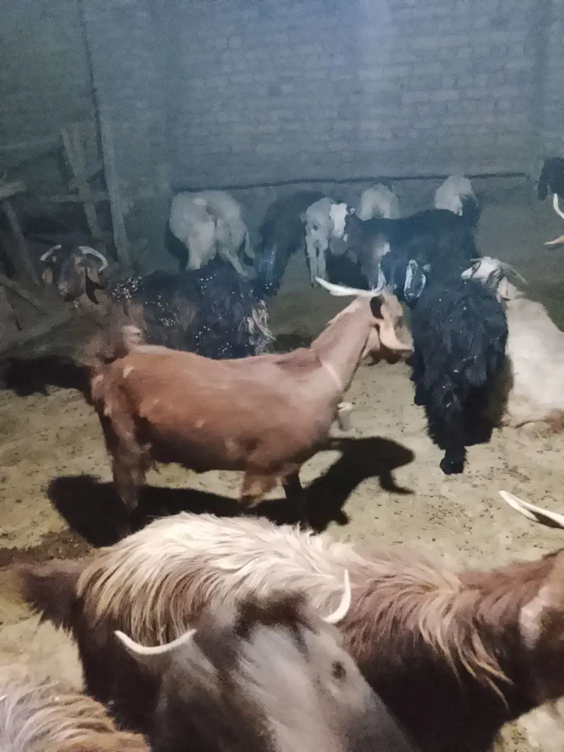 بز و بزغاله. مناسب . داشتی و نژاد دار .|حیوانات مزرعه|کوهدشت, |دیوار